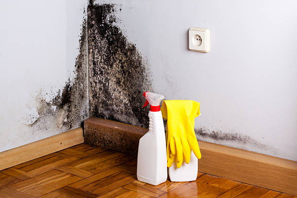 Best Mold Odor Removal Services  in Splendora, TX